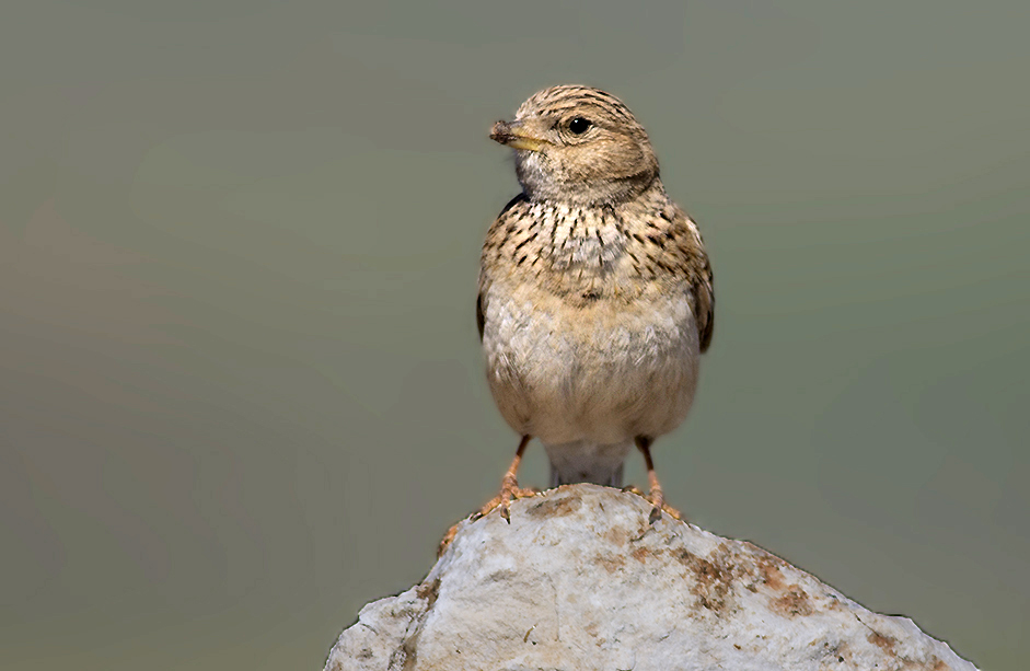 Lesser Short-toed Lark